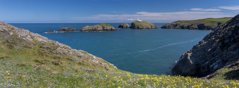 MG 4492 
 Strumble Head in spring