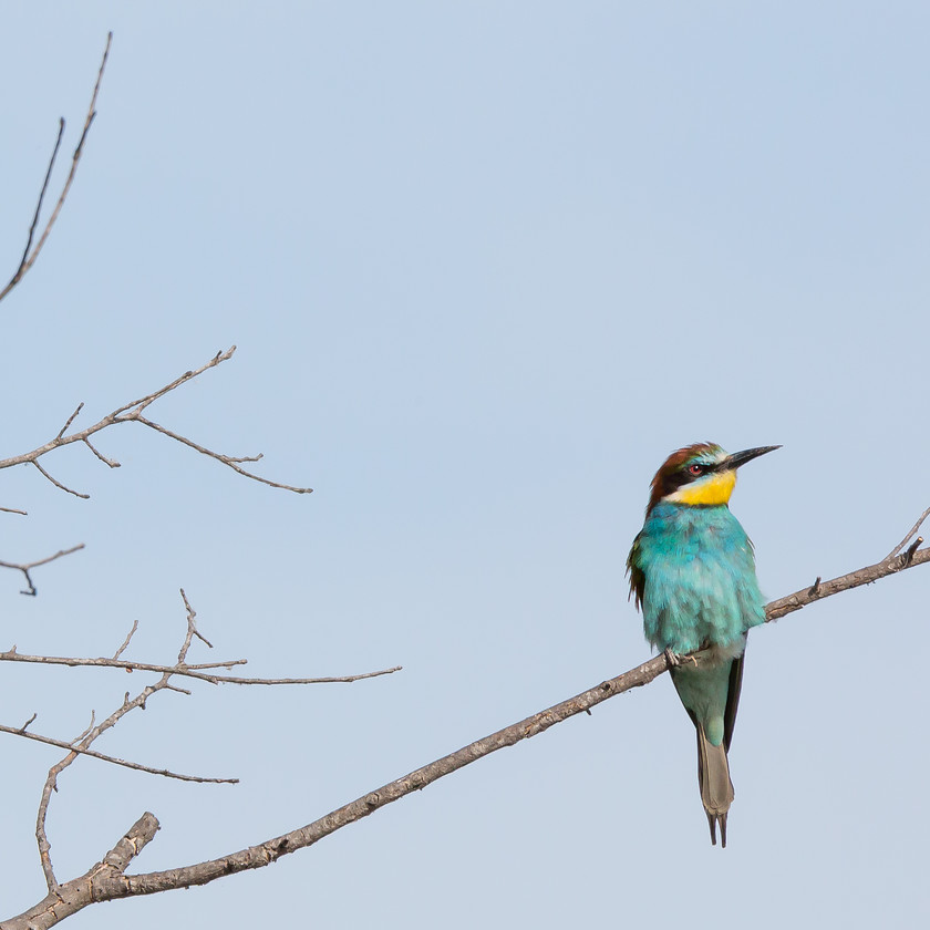 04A1725 
 Bee eater, the Camargue, France