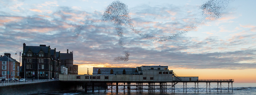 04A2843 
 Starlings at Aberystwyth