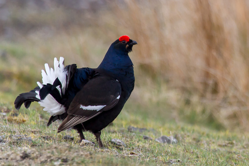 MG 6395 
 Black grouse, north Wales.