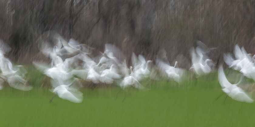 04A8967 
 Great white egrets, the Camargue, France