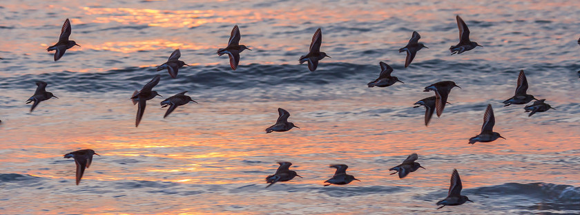 IMG 0290 
 Dunlin, Ynyslas, Ceredigion 
 Keywords: dunlin, flight, flock, sunset, wader, waders