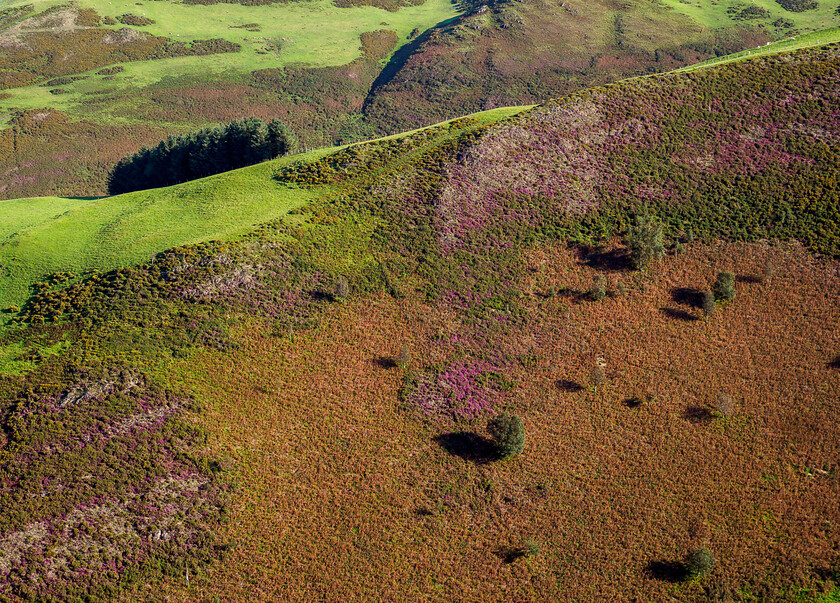 8310190 
 In the hills above Machynlleth