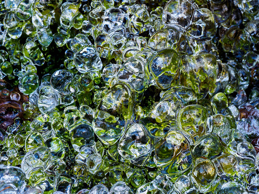 2100099 
 Ice on moss, near Penrhyncoch