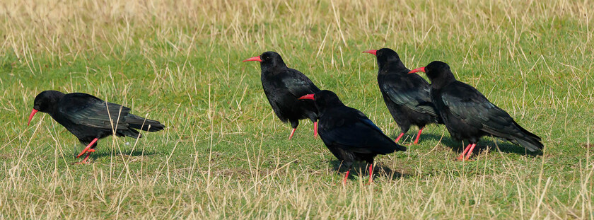 8240103 
 Choughs, Ceredigion