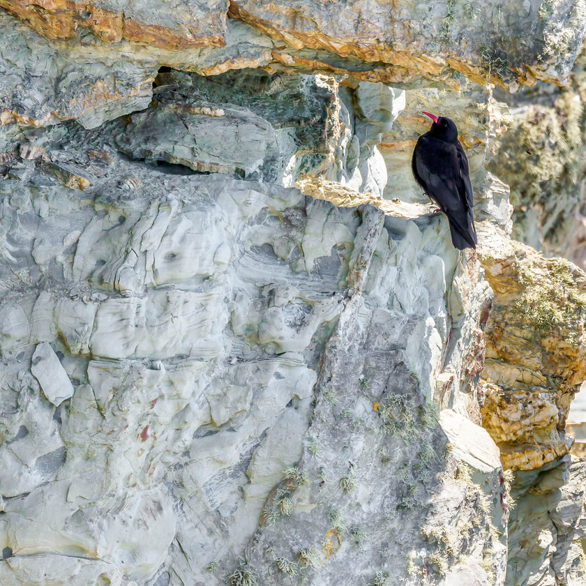 7160993-Edit 
 Chough, South Stack, Anglesey