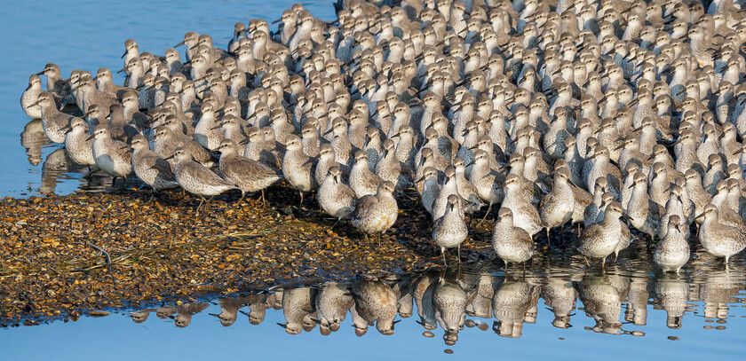 A091248-Edit 
 Knot, Snettisham, Norfolk