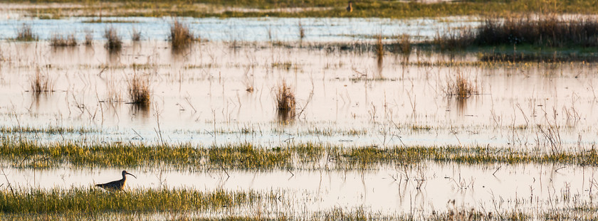 04A5932 
 Whimbrel in saltmarsh, Kidwelly, Carms.