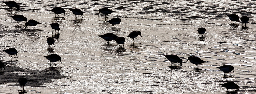 MG 9813 
 Dunlin, Snettisham, Norfolk