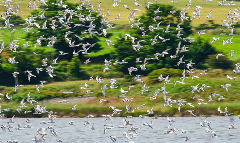 7150491-Enhanced-NR 
 Sandwich terns, Anglesey