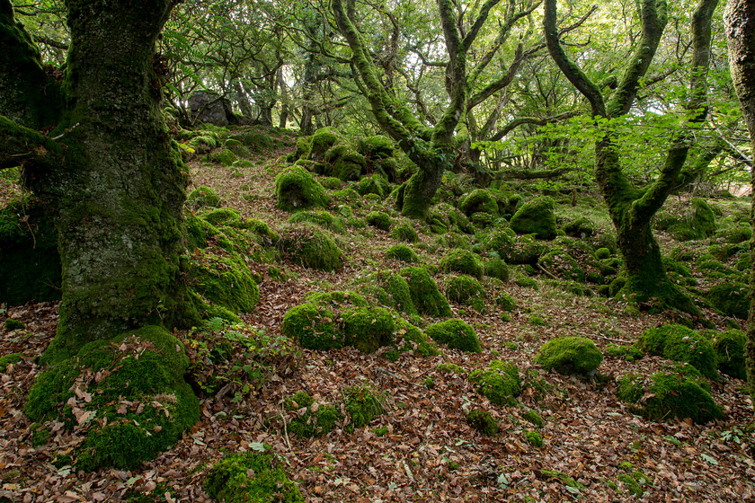 04A3970 
 Ty Canol oak woodland, Pembrokeshire