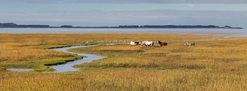 MG 3781 
 Llanrhidian Marsh and Whiteford Point, Gower