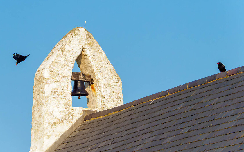 8260381 DxO 
 Choughs on chapel roof, Mwnt, Ceredigion